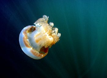 Jellyfish.  Very shallow water, Jelly Fish Lake, Palau, M... by Simon Bolivar 